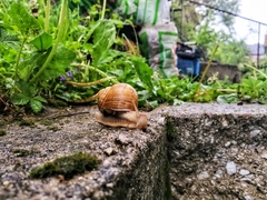 Helix pomatia