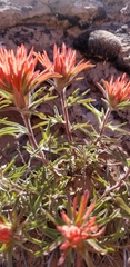 Castilleja scabrida