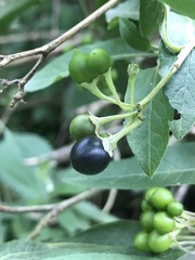 Solanum aligerum