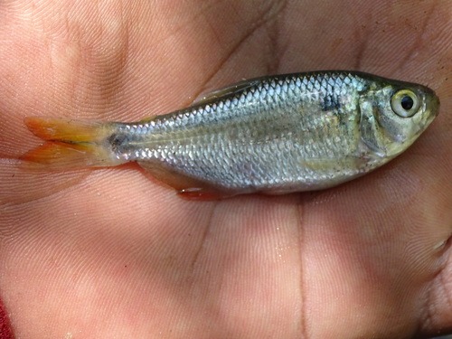 Banded tetra (Astyanax aeneus) — Characidae — 2