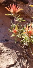 Castilleja scabrida