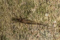 Meinertellidae