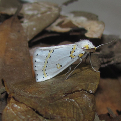 Philtraea paucimacula