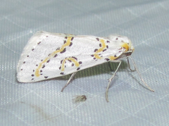 Philtraea paucimacula