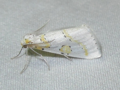 Philtraea paucimacula