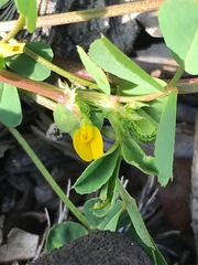 Medicago polymorpha