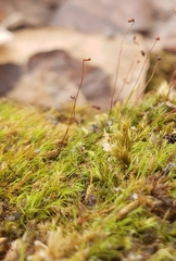 Distichium inclinatum