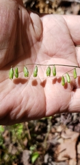 Melica mutica