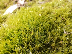 Eurhynchiastrum pulchellum