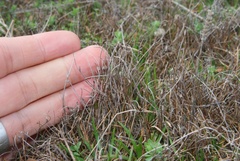 Schoenus concinnus