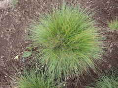 Festuca roemeri roemeri