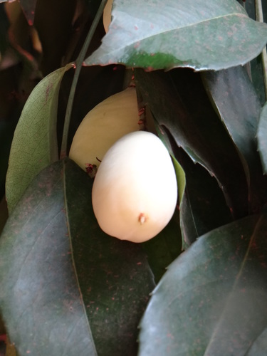 Lecointea peruviana, photograph 1