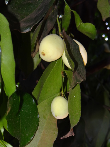 Lecointea peruviana, photograph 2