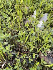 Lilaeopsis carolinensis