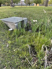 Lilaeopsis carolinensis