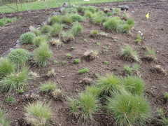 Festuca roemeri roemeri