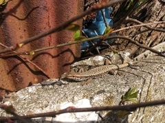 Podarcis muralis