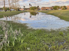 Lilaeopsis carolinensis