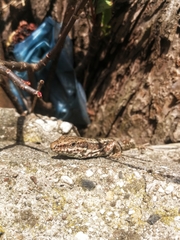 Podarcis muralis