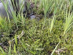 Lilaeopsis carolinensis