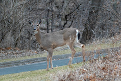 Odocoileus virginianus