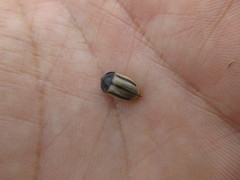Poecilaspidella vittifera