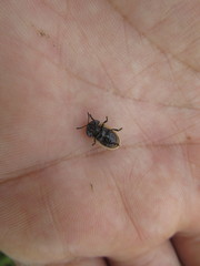 Poecilaspidella vittifera