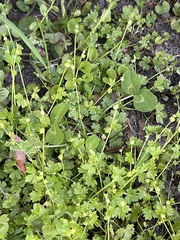Ranunculus platensis