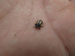Poecilaspidella vittifera