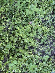 Ranunculus platensis