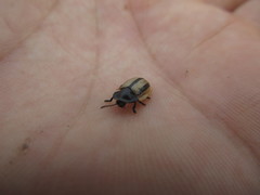 Poecilaspidella vittifera