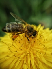 Apis mellifera