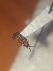 Baliosus vittaticollis