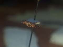 Baliosus vittaticollis