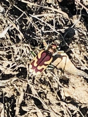 Cicindela lengi