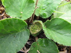 Dorstenia brasiliensis