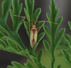 Creontiades rubrinervis