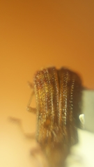 Baliosus vittaticollis