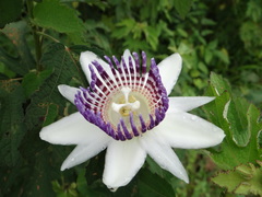Passiflora riparia