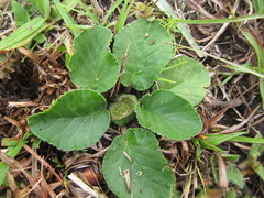 Dorstenia brasiliensis