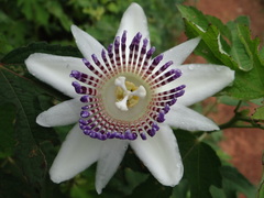 Passiflora riparia