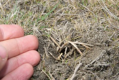 Zoysia minima