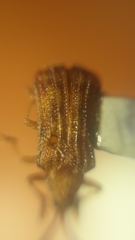 Baliosus vittaticollis