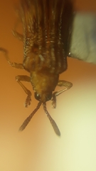 Baliosus vittaticollis