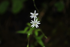 Stellera