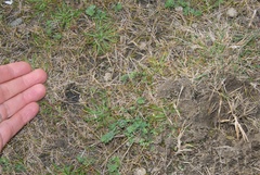 Zoysia minima