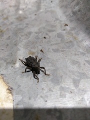 Poropterus posterius