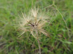 Chaptalia piloselloides