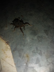 Poropterus posterius