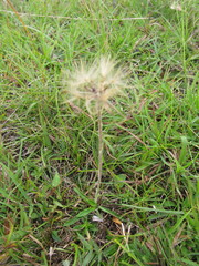 Chaptalia piloselloides